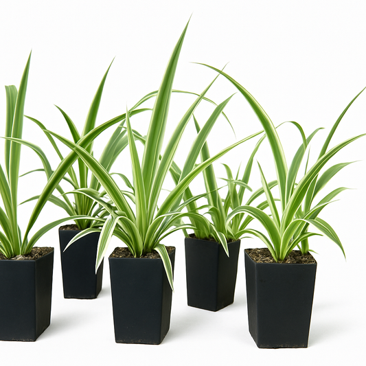 Chlorophytum: Fresh Air with Easy Care