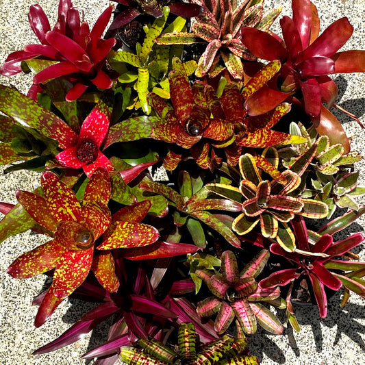 Are you a Bromeliad lover?
