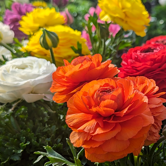 online nursery