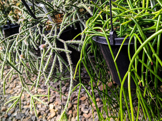 One of the EASIEST houseplants! A Rhipsalis Care Guide