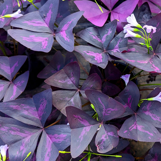 Purple Shamrock