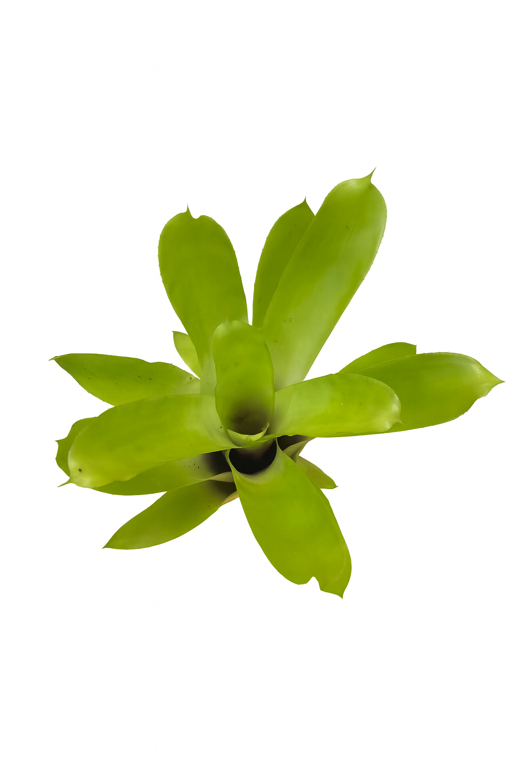 Aechmea Matchstick (top)