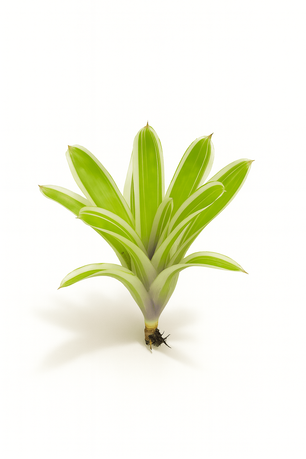 Aechmea Variegated Matchstick (side)