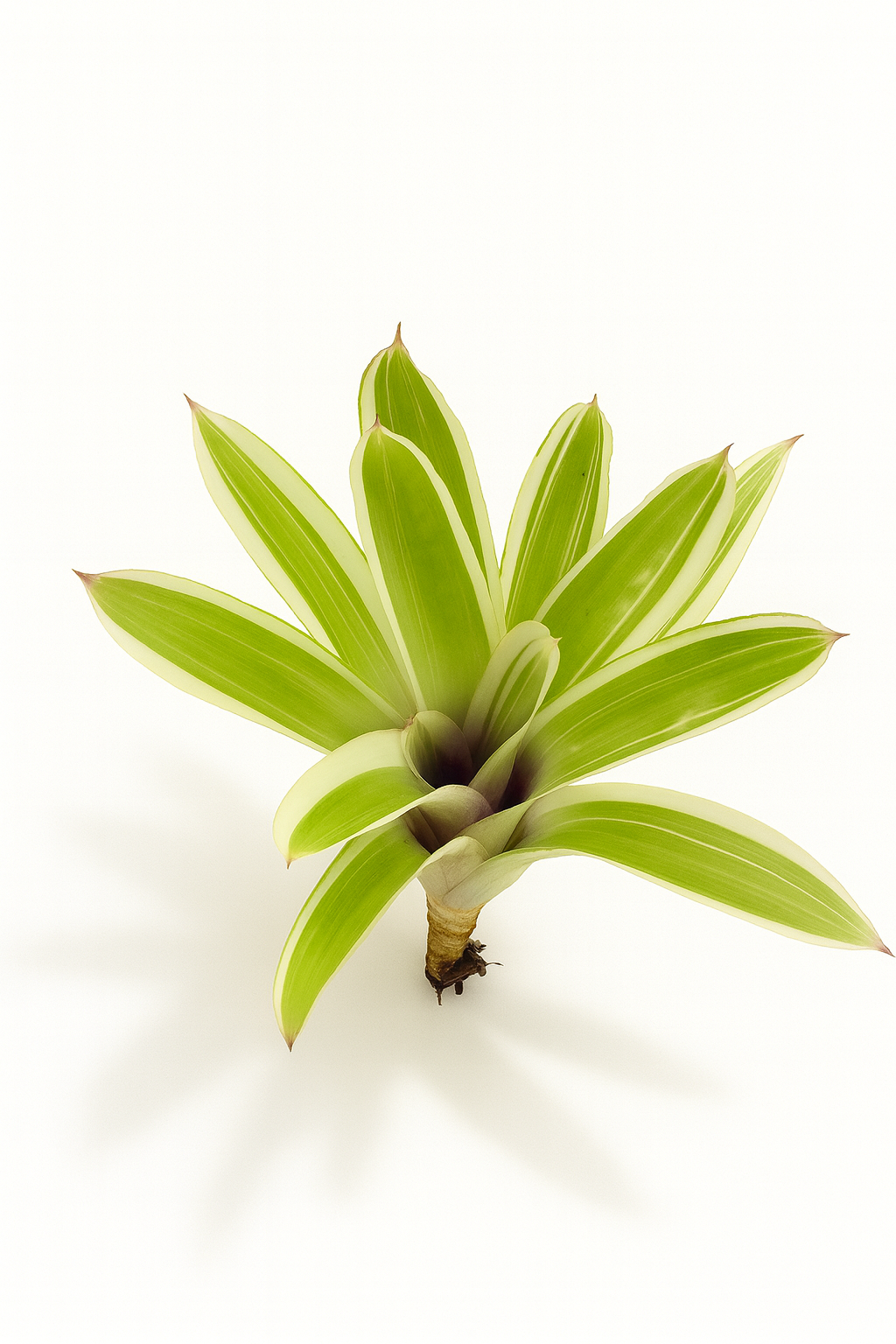 Aechmea Variegated Matchstick (top)
