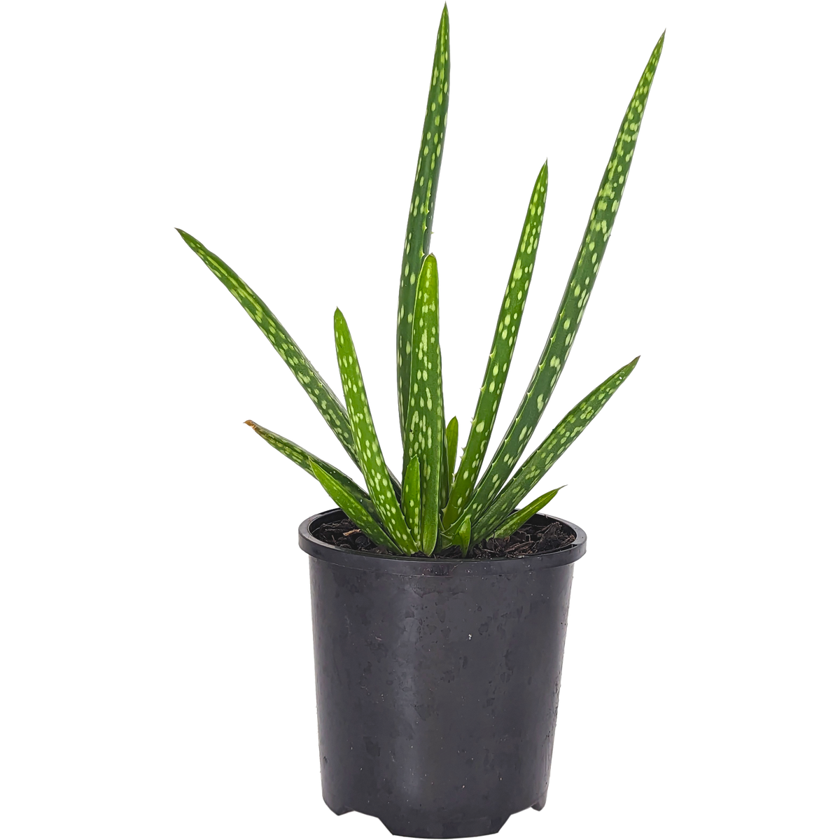 Aloe barbadensis miller - Aloe vera 125mm