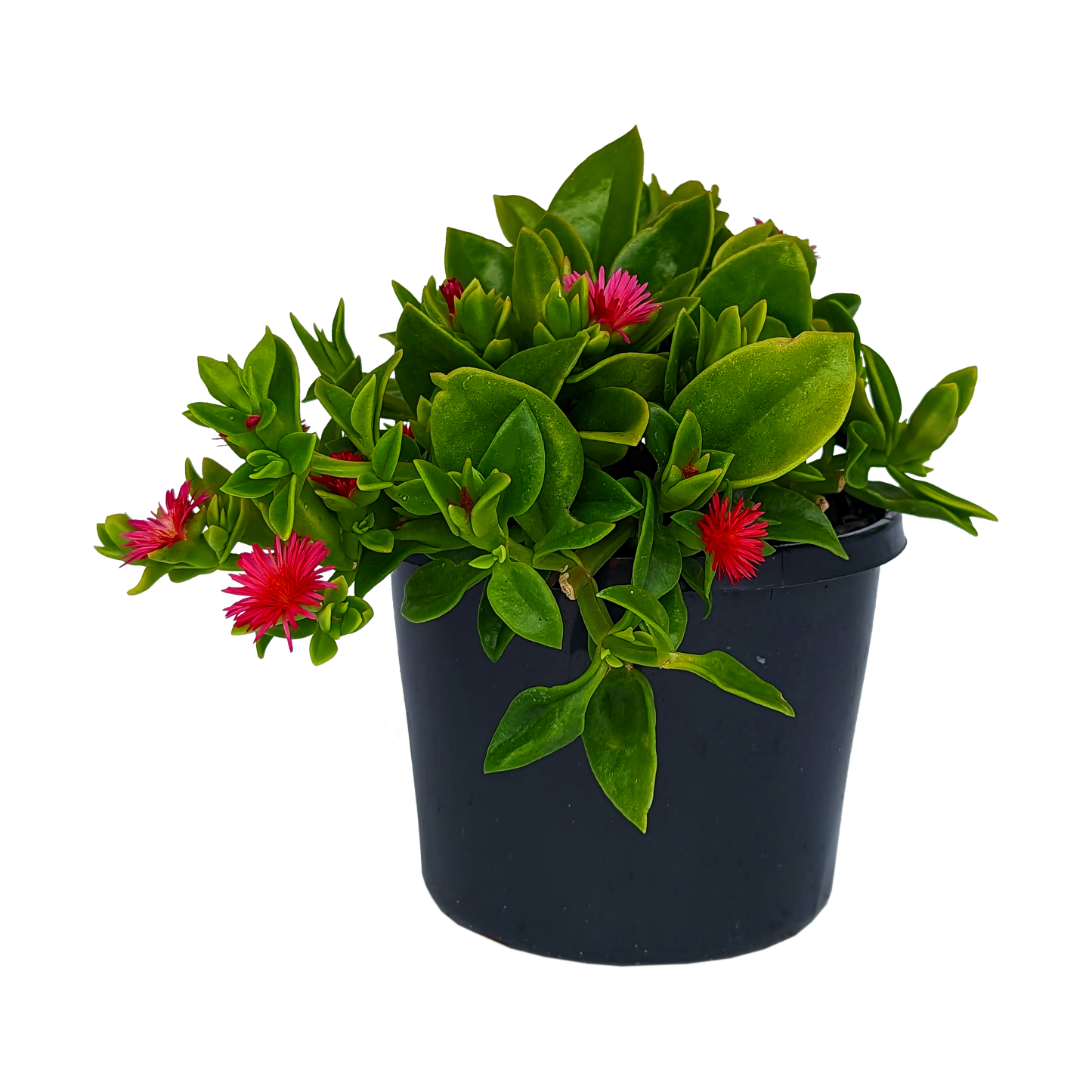 Green foliage trailing succulent with pink flowers