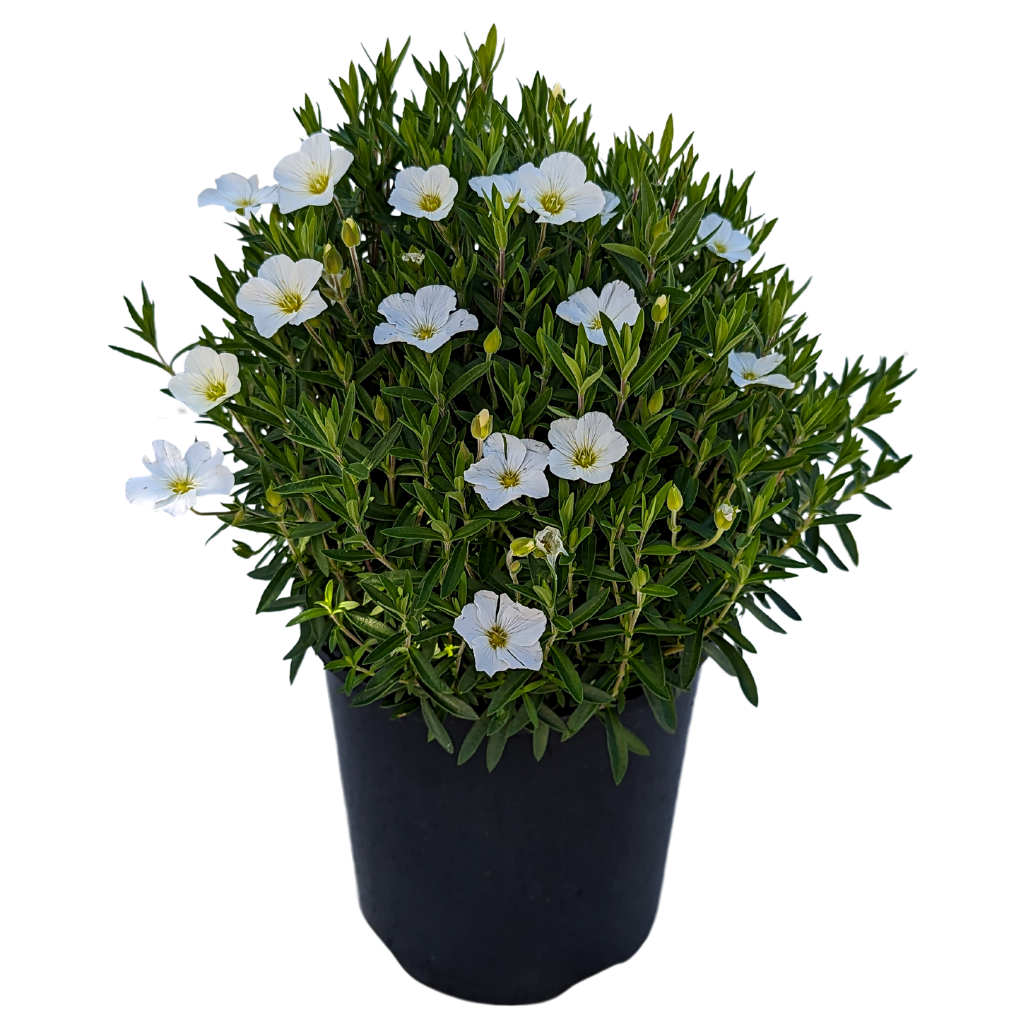 Arenaria. Green mound shaped foliage with small white flowers in pot.