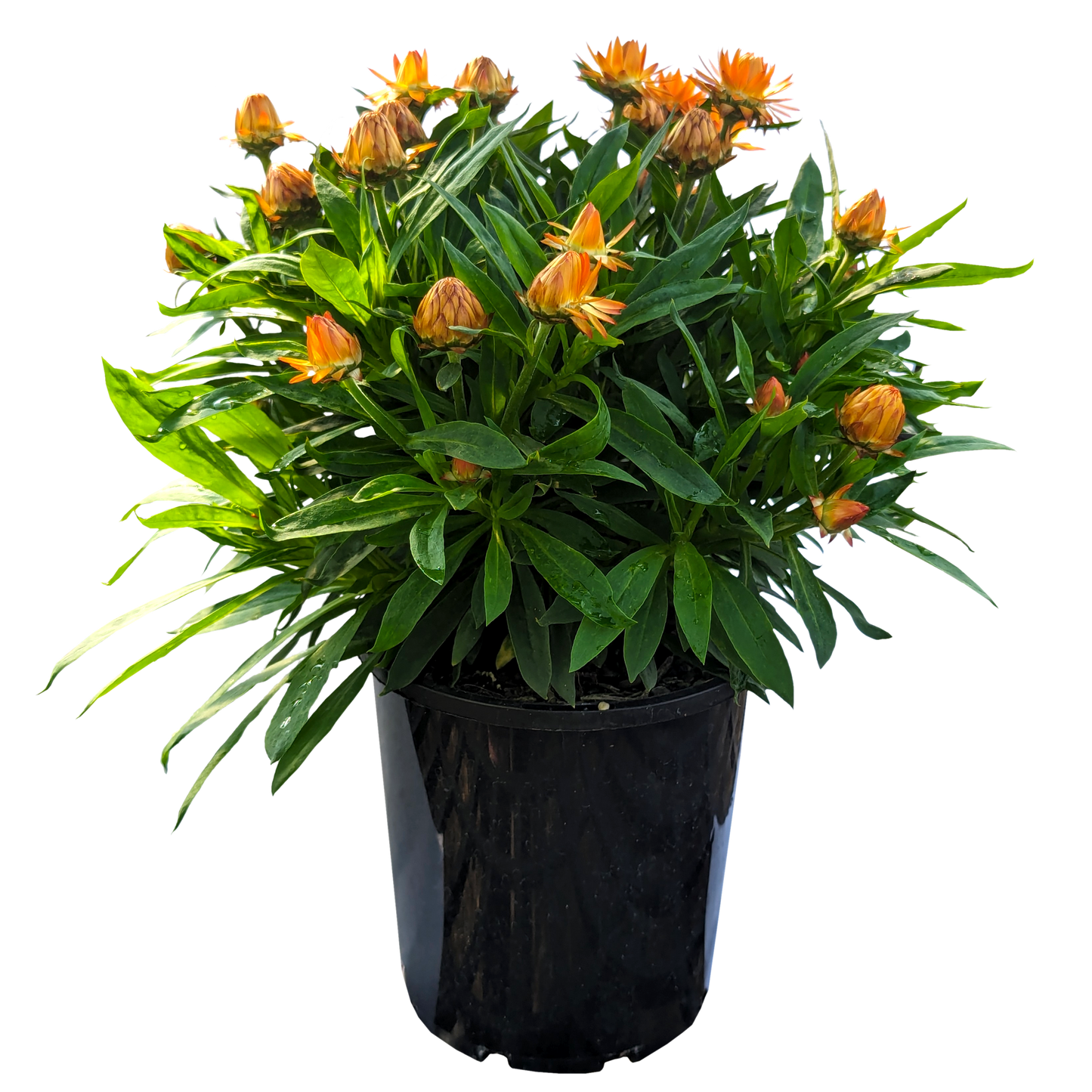 Bracteantha - Paper Daisy Orange 140mm