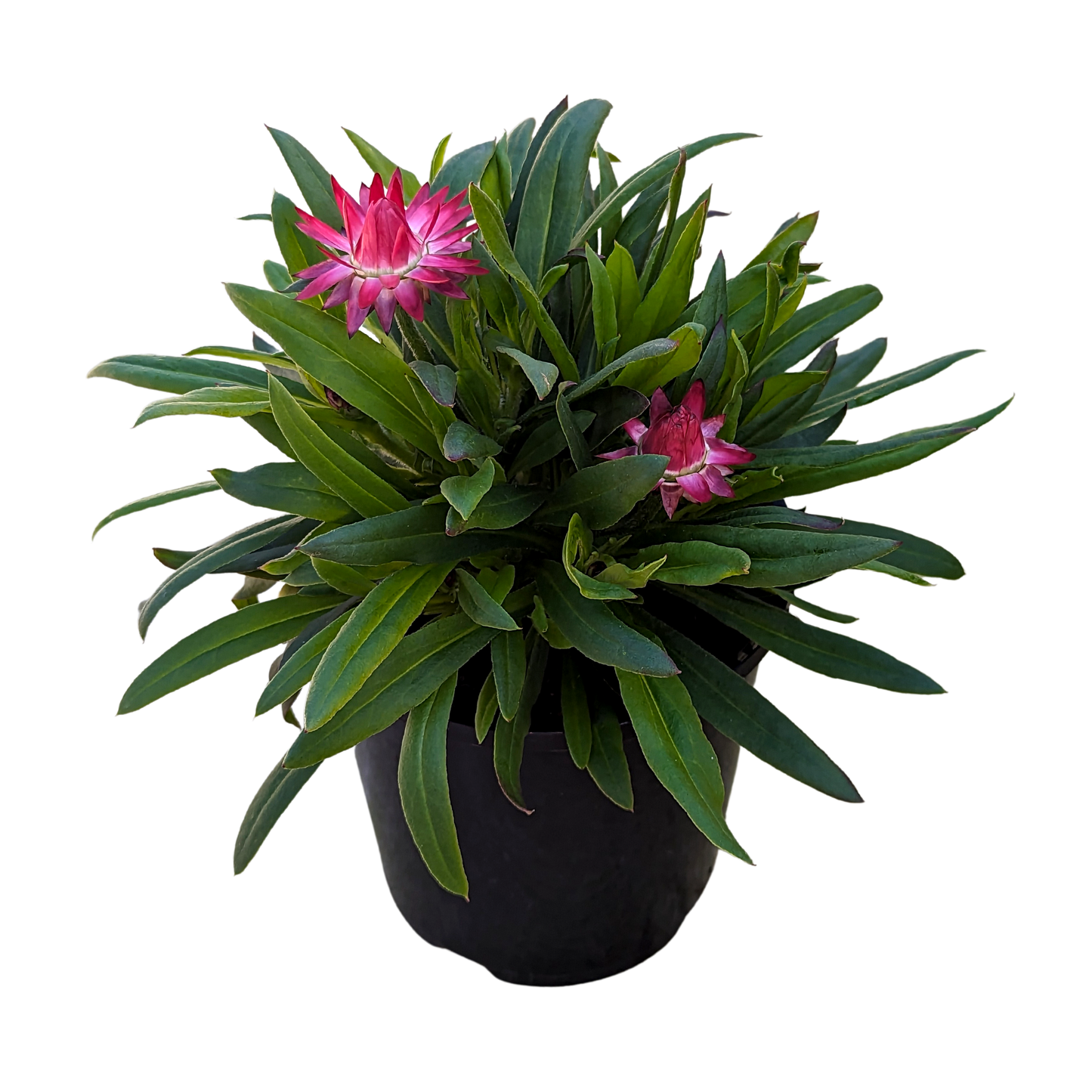 Bracteantha - Paper Daisy Pink 140mm
