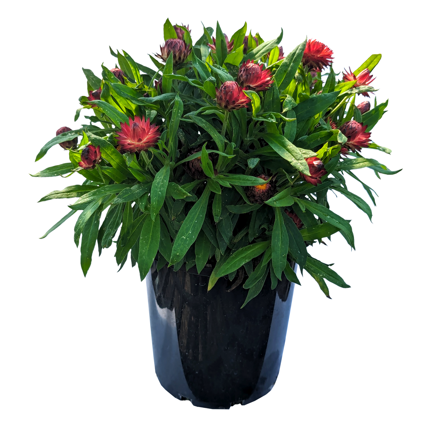 Bracteantha - Paper Daisy Red 140mm