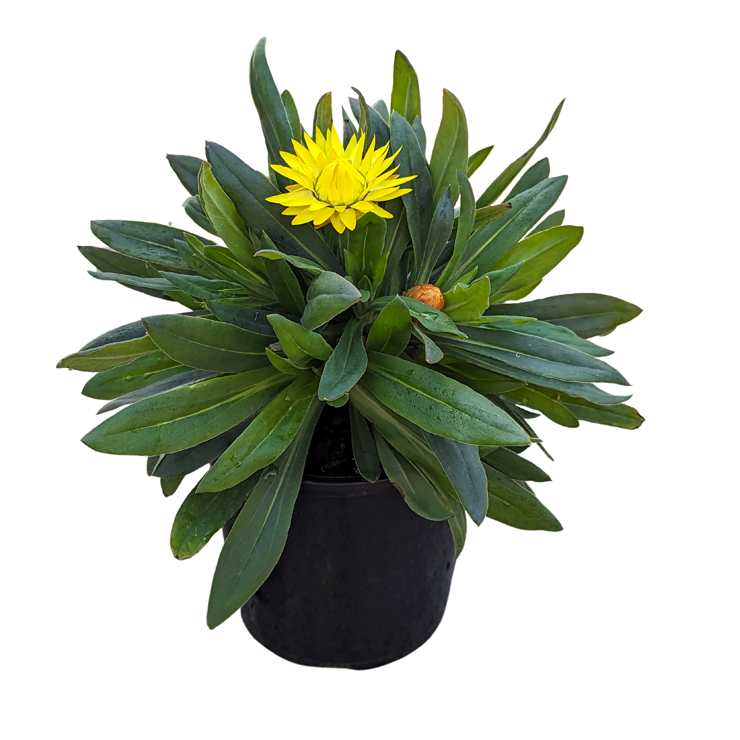 Bracteantha - Paper Daisy Yellow 140mm