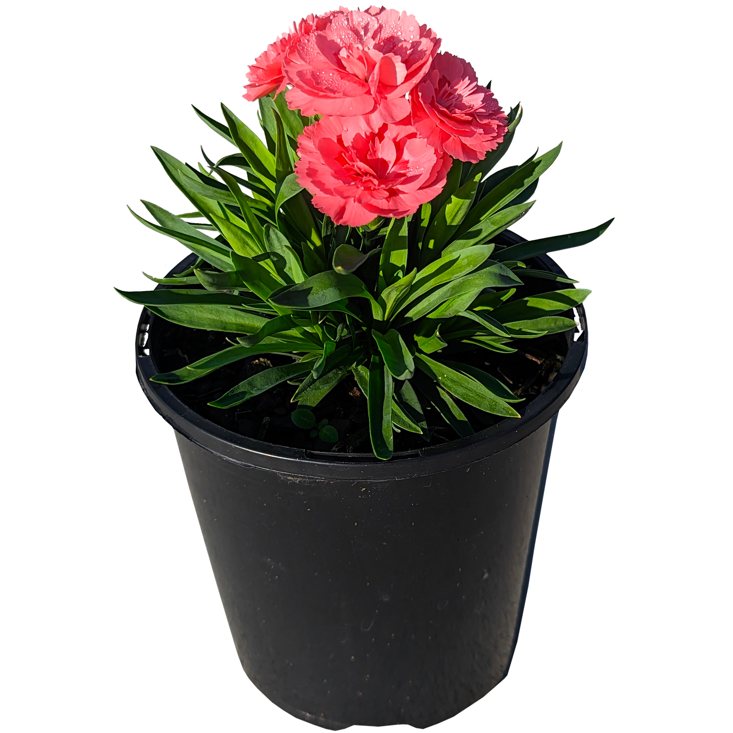 peach flowers compact growth hardy perennial carnation