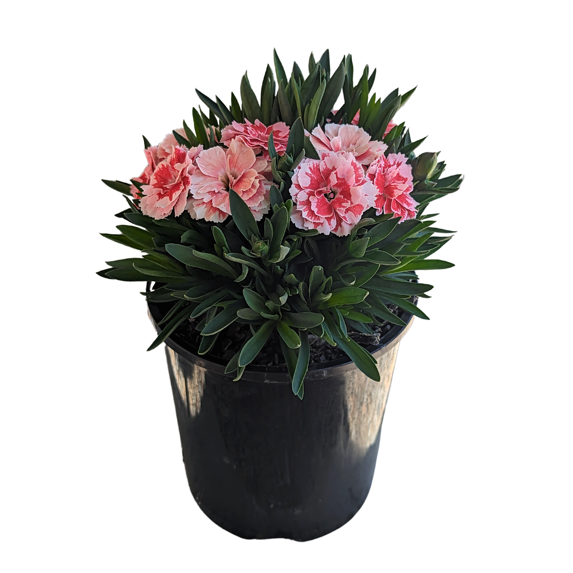 Dianthus caryophyllus - Carnation 125mm