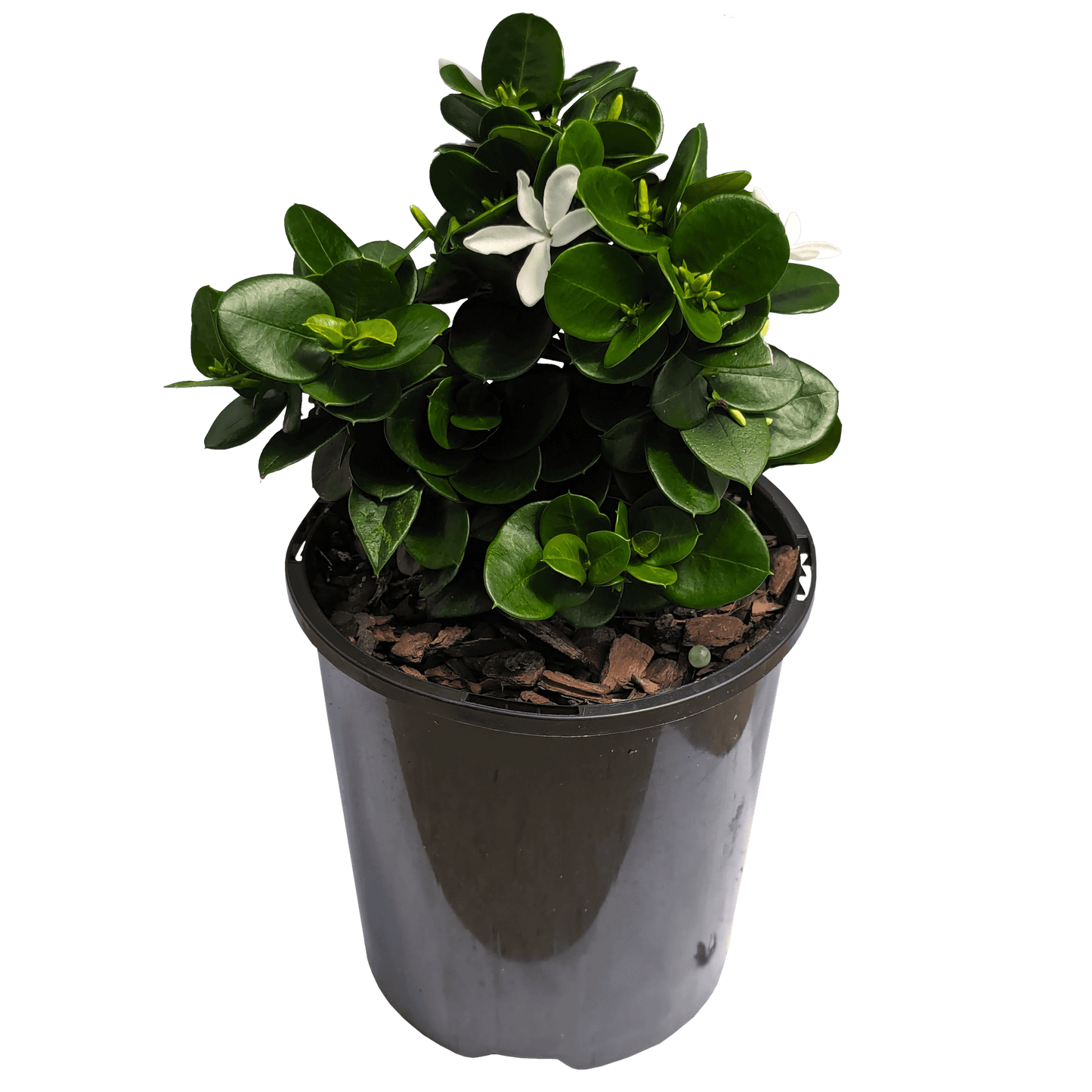 Carissa macrocarpa - Carissa Desert Star