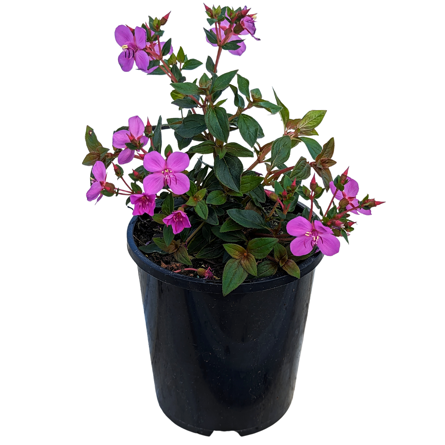 Centradenia Cascade. Deep green with red toned tipped foliage on red stemmed plant with pink flowers.