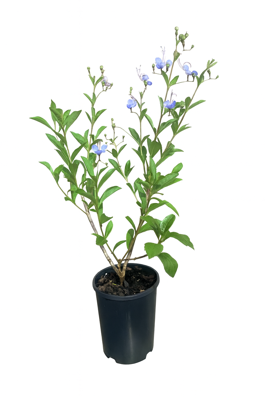 Clerodendrum ugandense - Blue Butterfly Bush