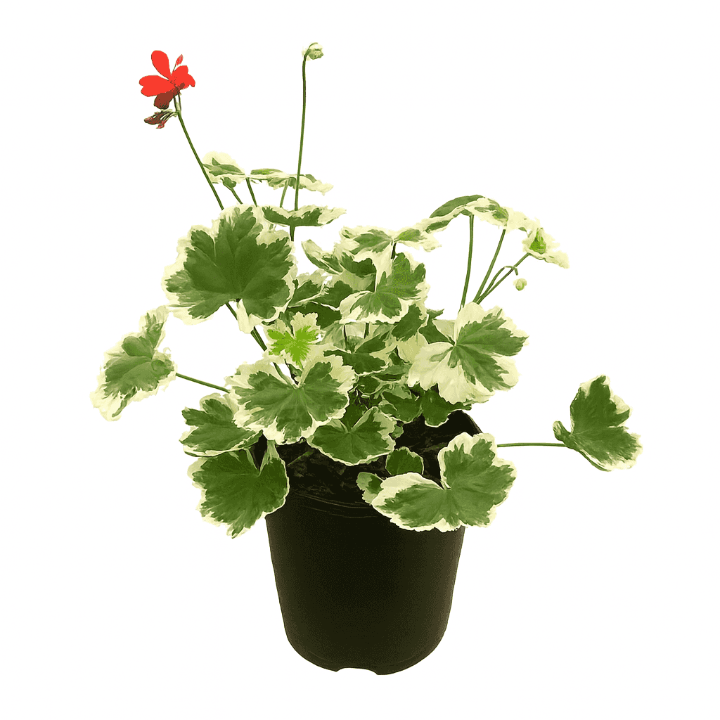 Pelargonium 'Ice Queen' vibrant scarlet flowers that contrast dramatically with its fresh green and white variegated leaves.
