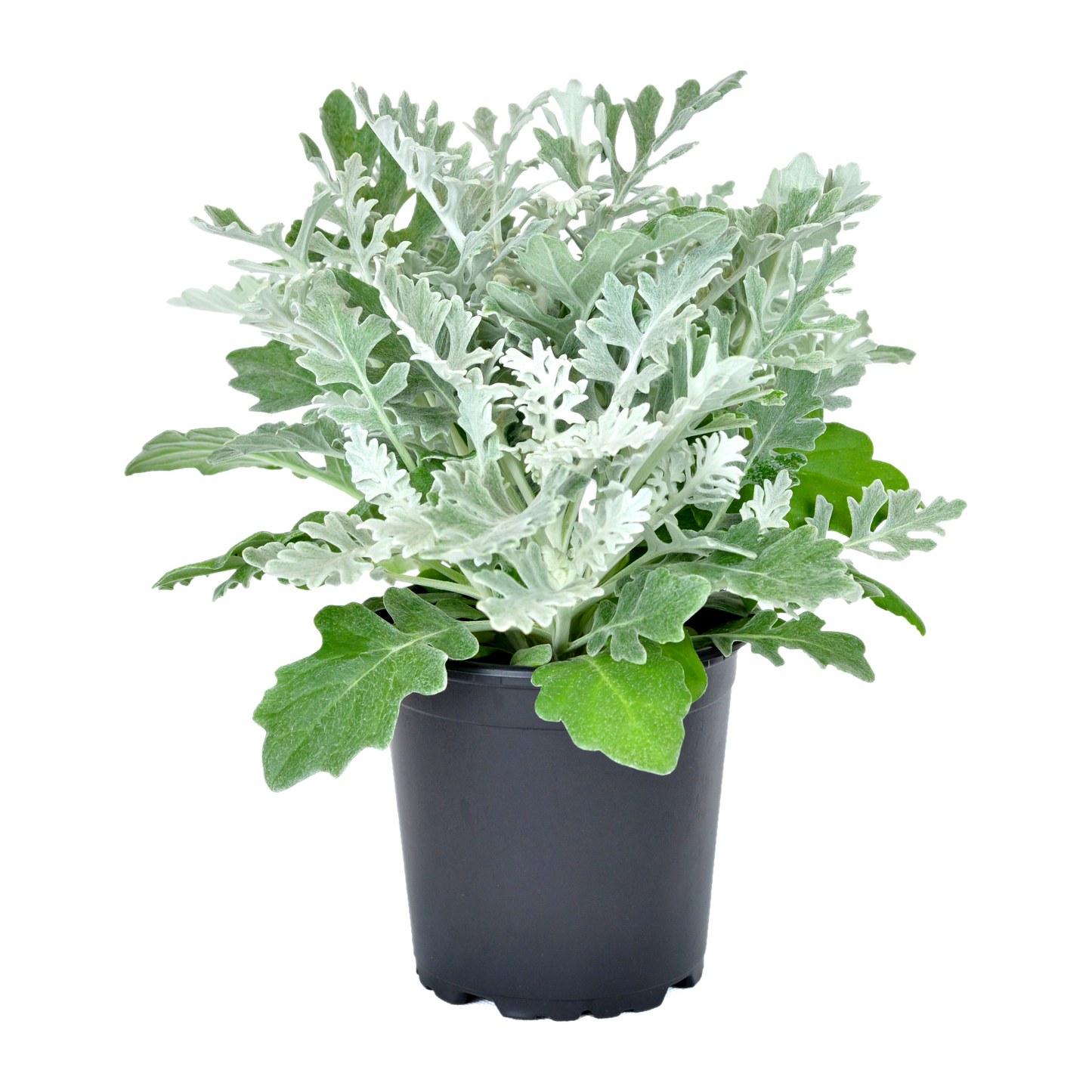 Senecio maritimus - Cineraria Silverdust 125mm