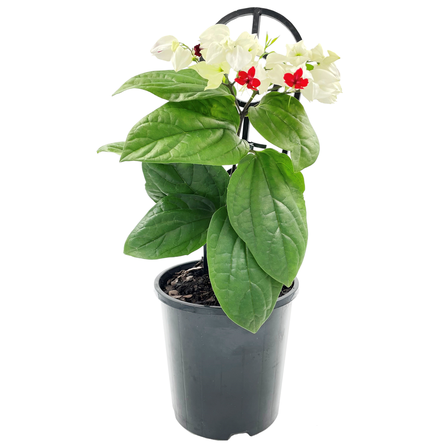 Climbing flowering clerodendrum Bleeding Heart with white flowers with contrasting red center.