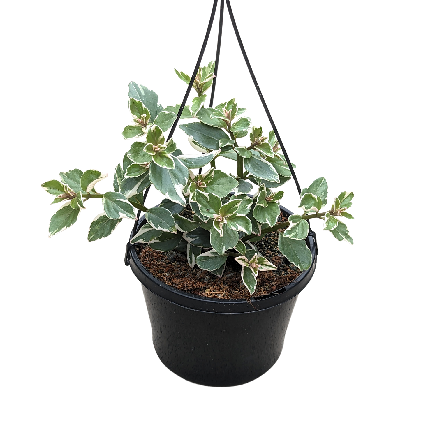 Columnea hirta variegata 155mm pot