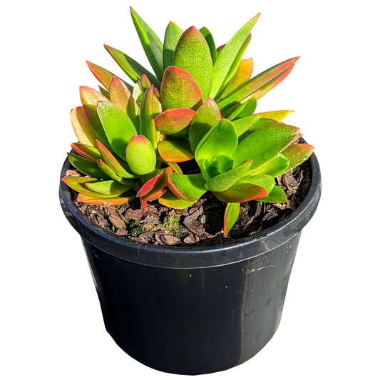 Crassula Campfire 125mm