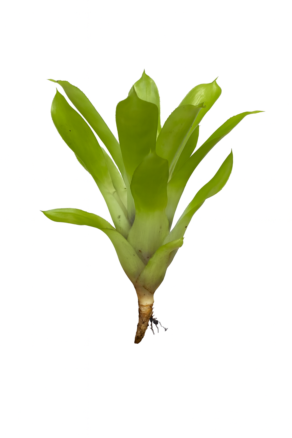 Aechmea Matchstick (side)