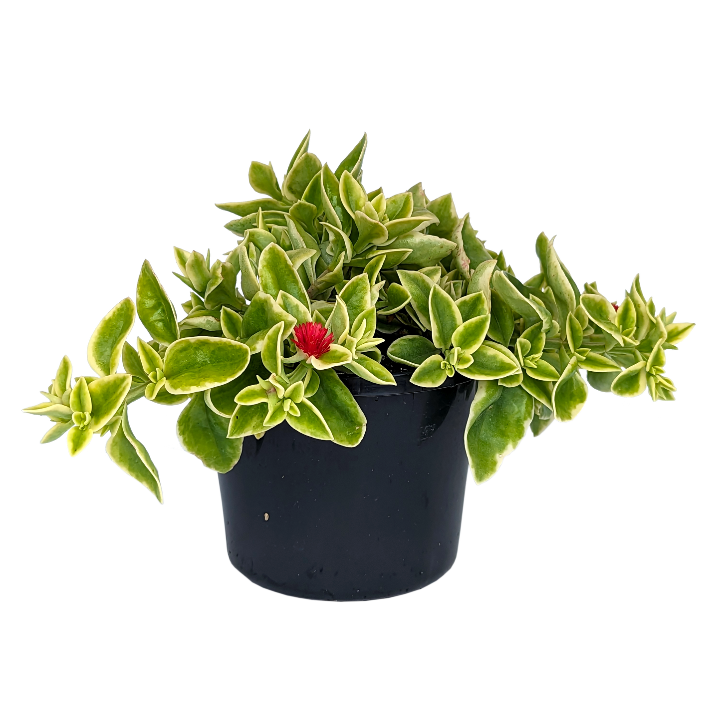 Variegated Trailing succulent Dorotheanthus Mezoo with red flowers