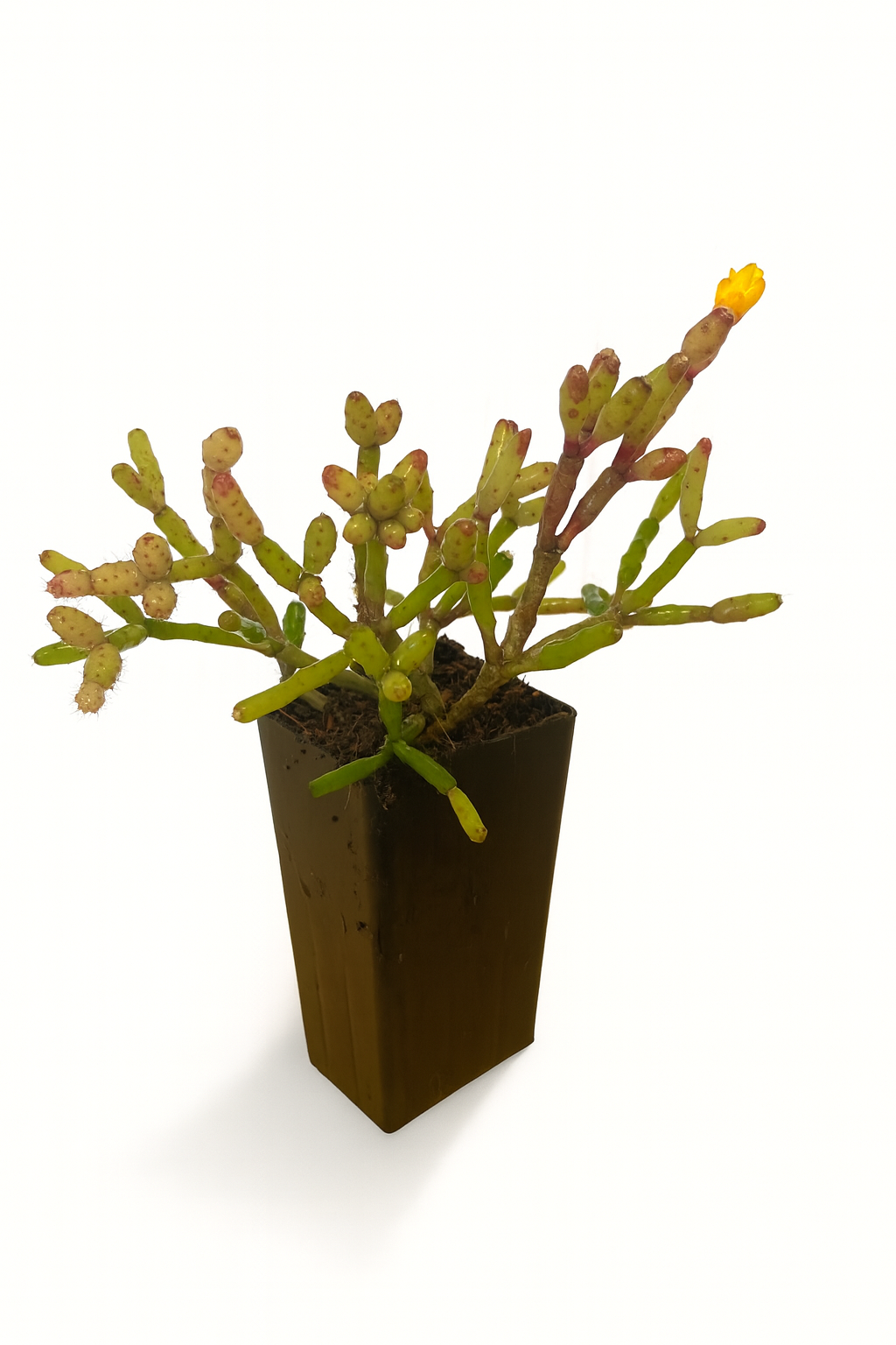 Rhipsalis Cereuscula Tube