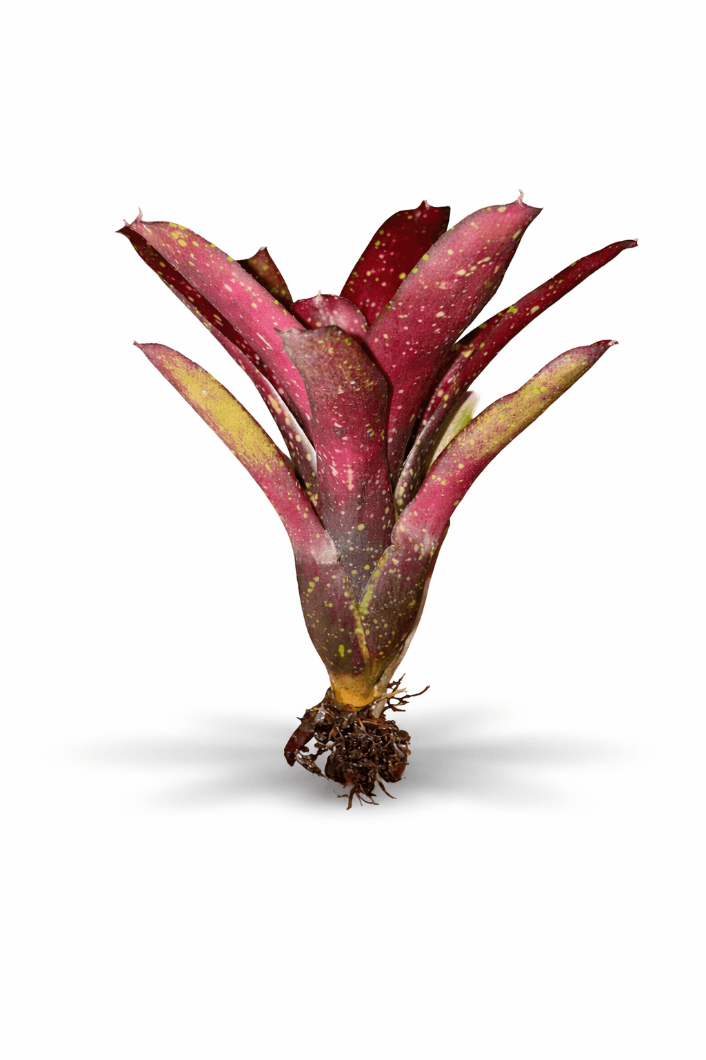Neoregelia ‘Ruby Throat’ Glossy burgundy foliage with delicately apiculate tips, overlaid with ruby-red mottling, most pronounced around the center cup, creating the signature “throat” effect.