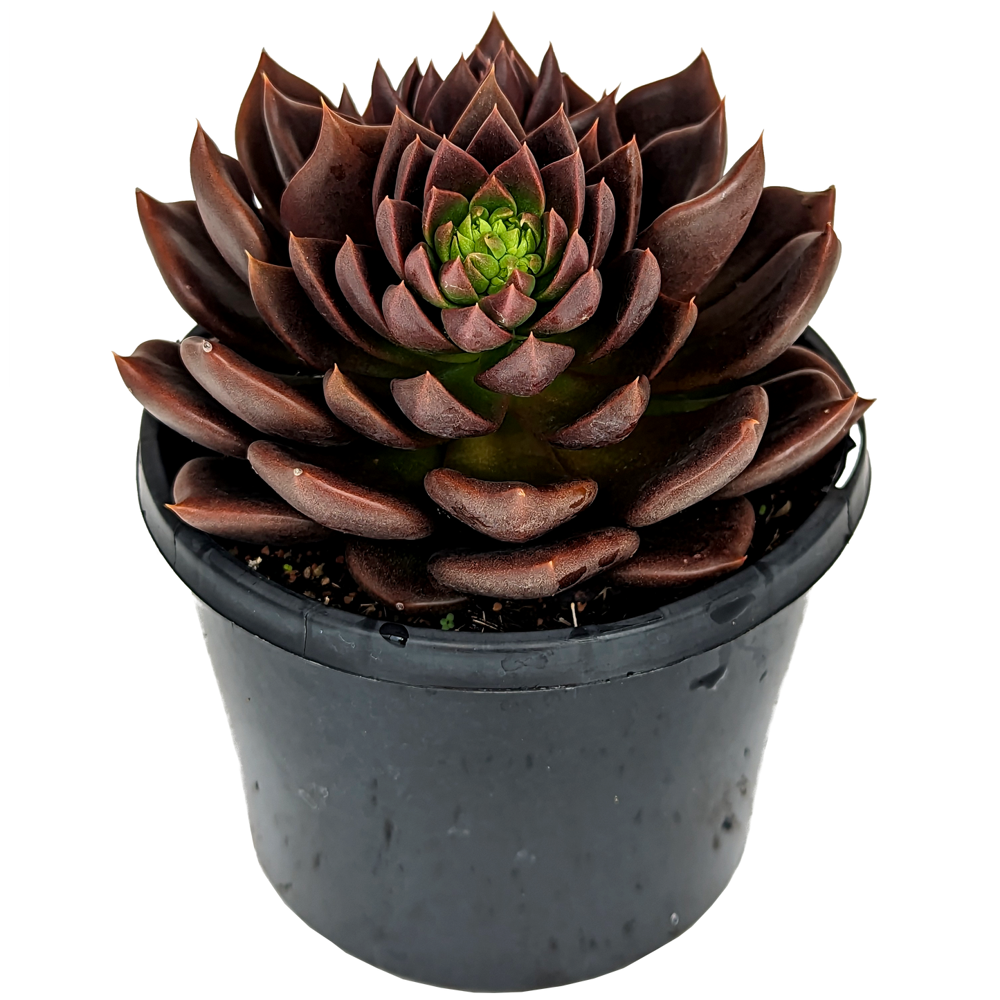 dark maroon to black echeveria black prince, pointed tip echeveria.