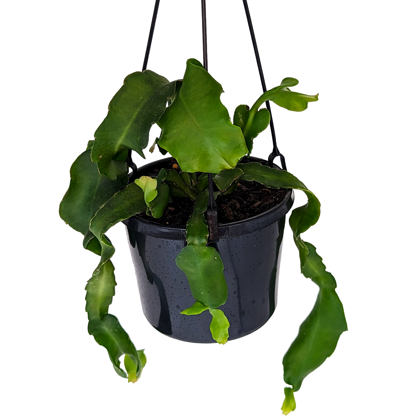 green spineless hanging curly cactus, epiphyllum curly sue in hanging basket.