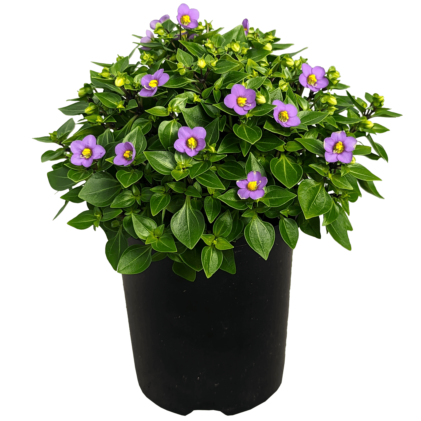 purple flower sphere shaped fleshy leaf indoor pot plant