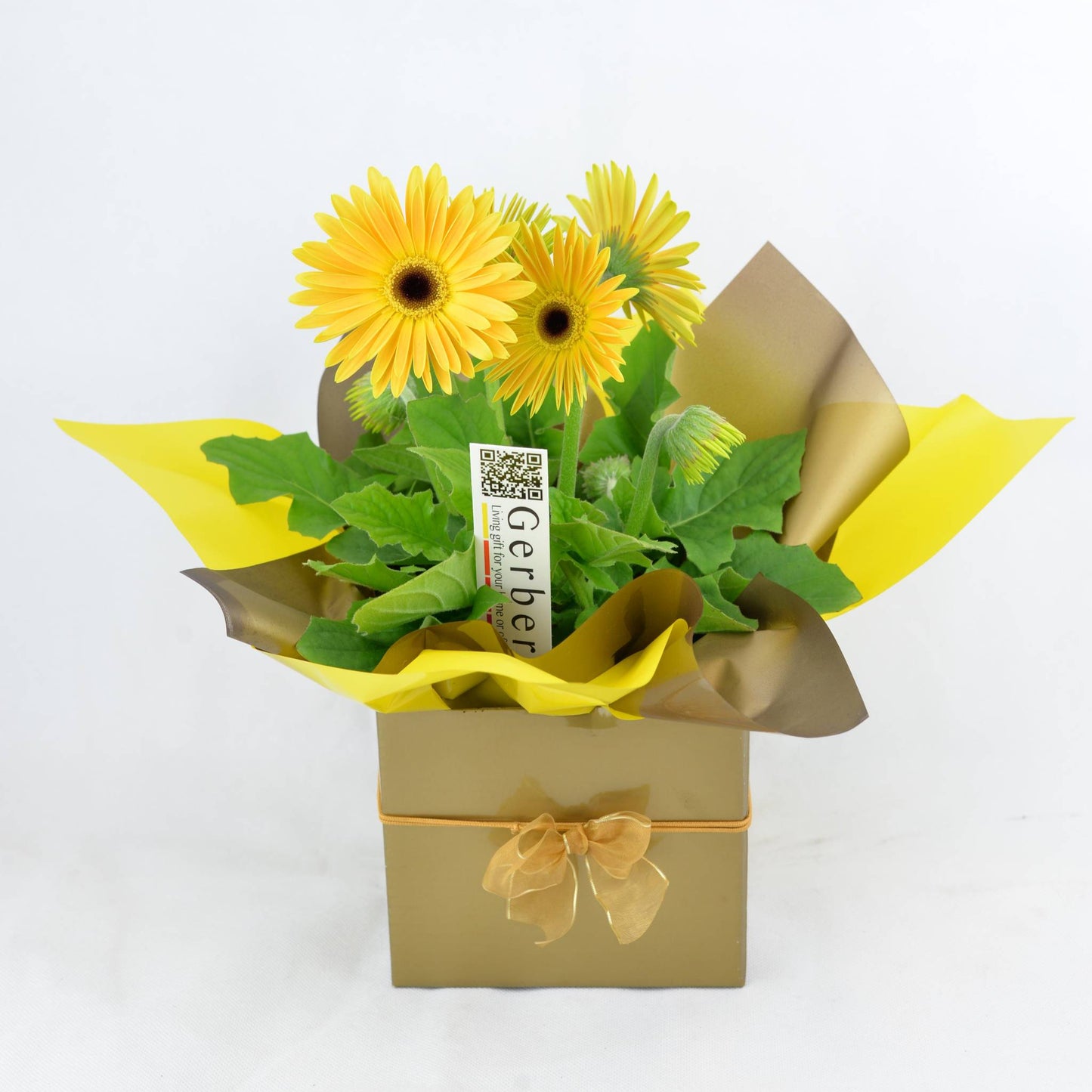 Gifted Gerbera Example