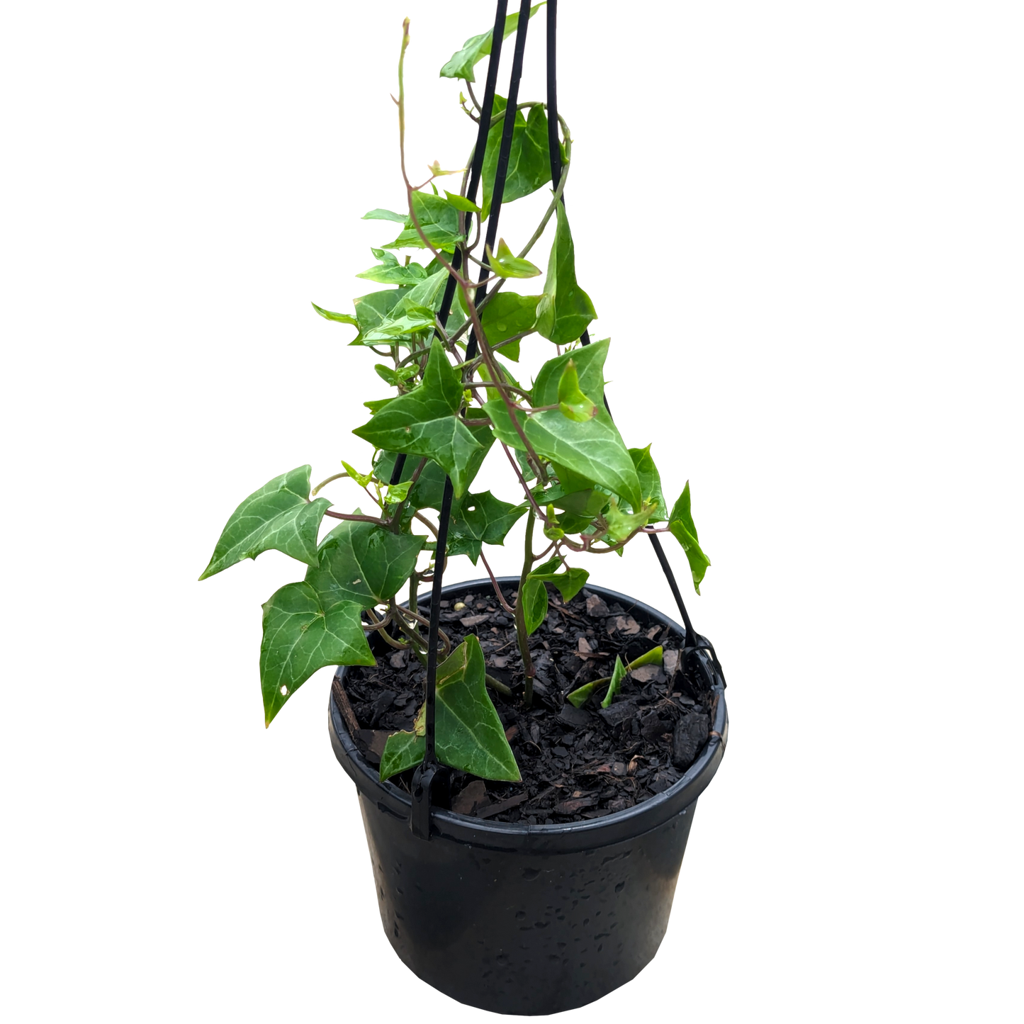 Senecio mikanioides - German Ivy 125mm Green