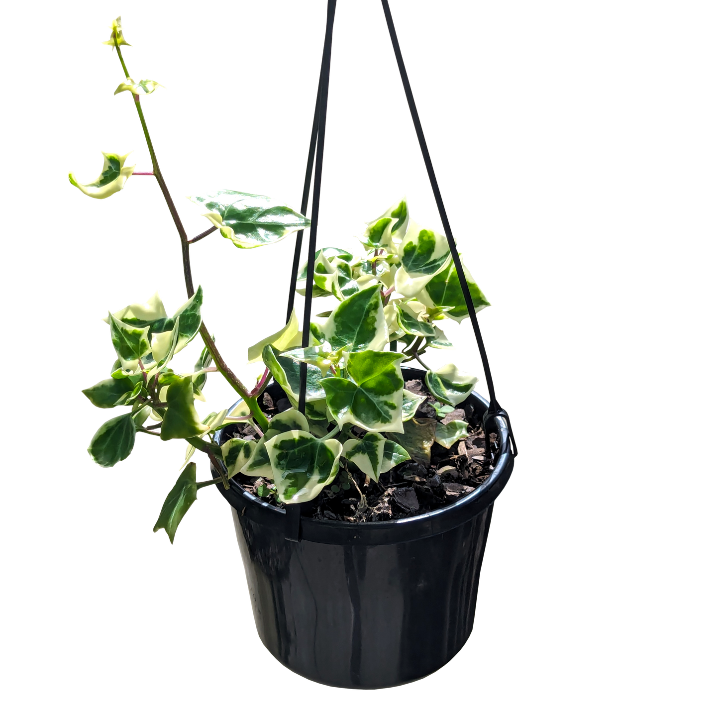 Senecio mikanioides - German Ivy 125mm Variegated