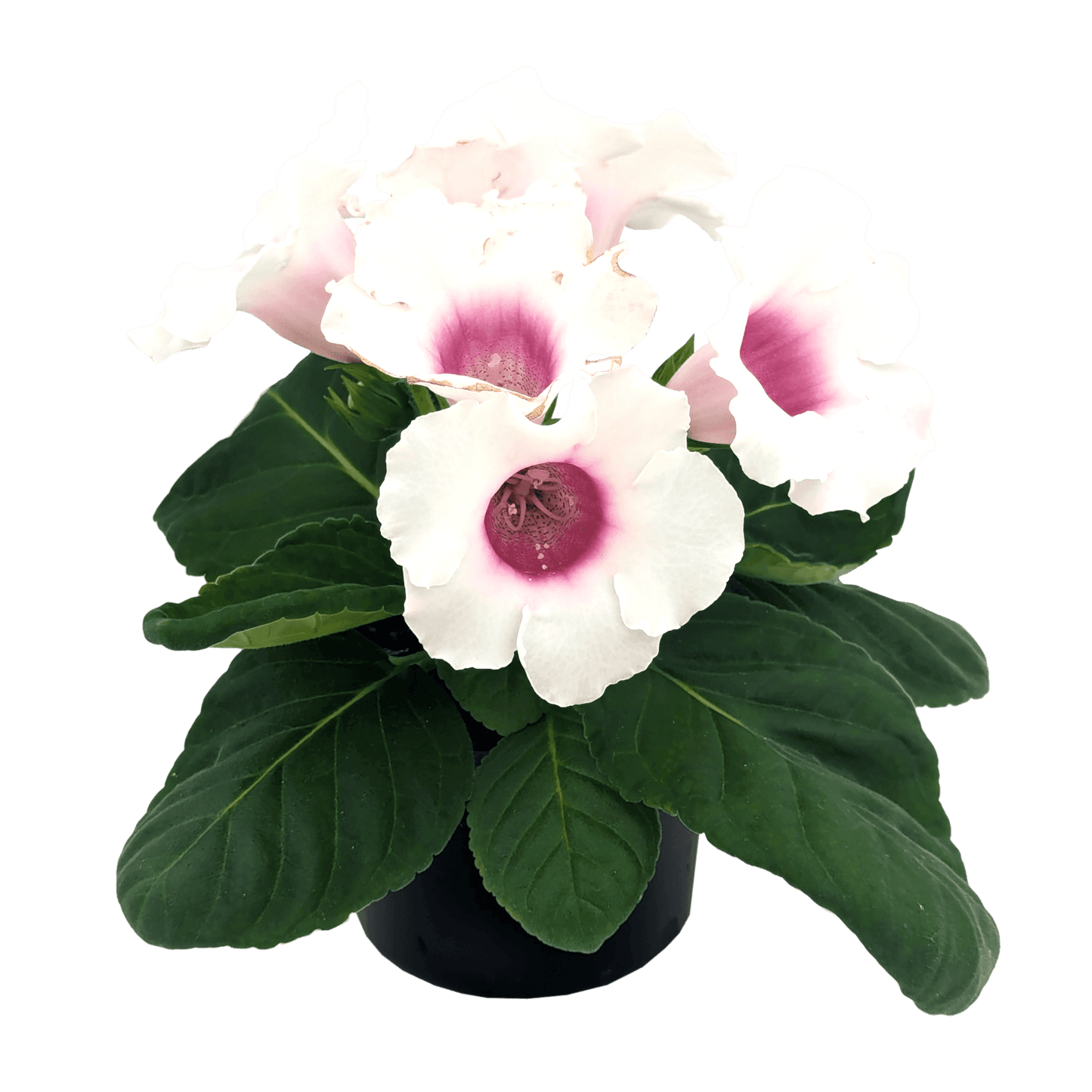Sinningia speciosa - Gloxinia