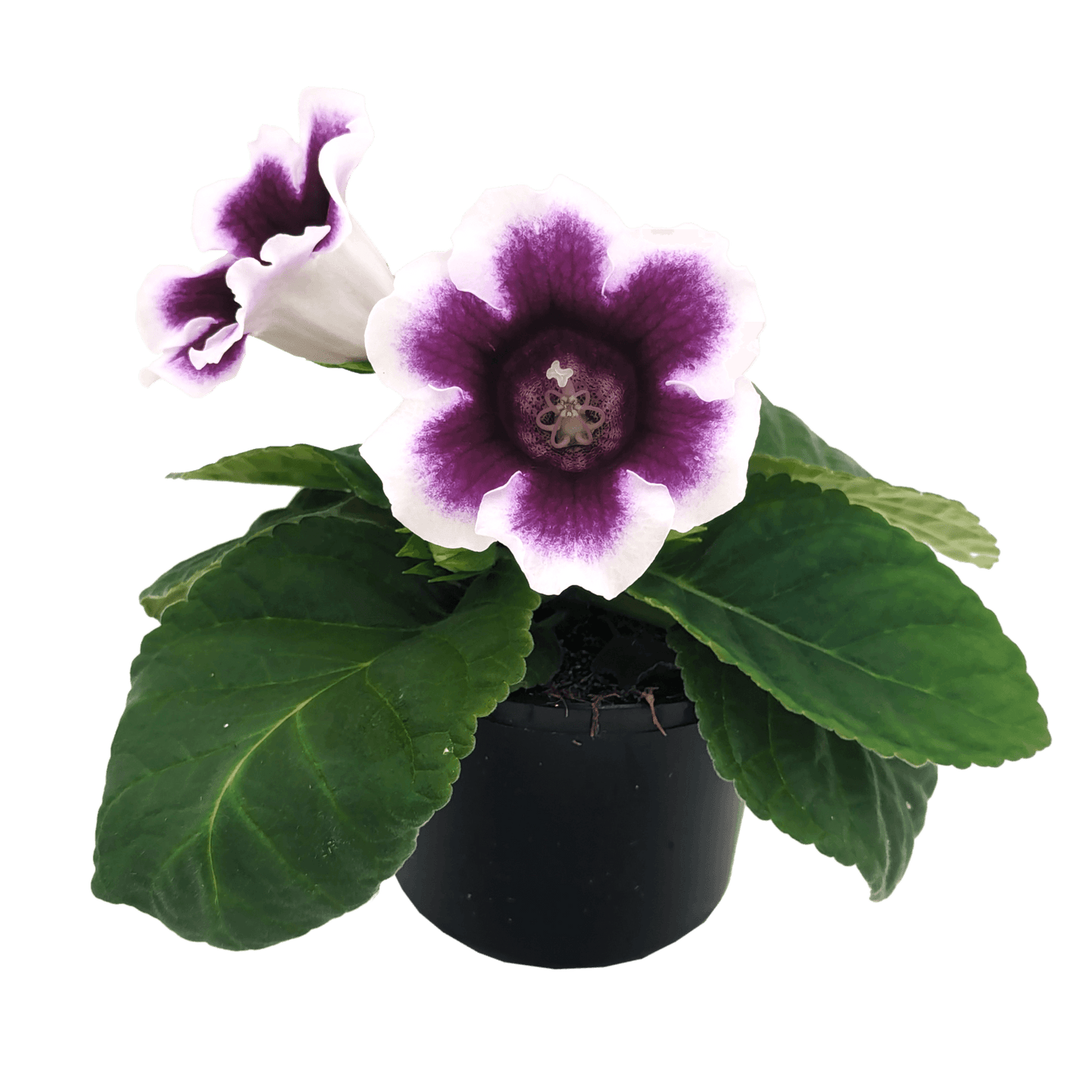 Sinningia speciosa - Gloxinia