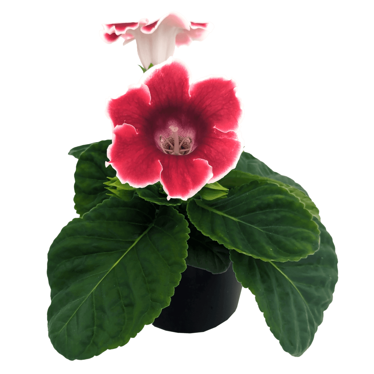Sinningia speciosa - Gloxinia