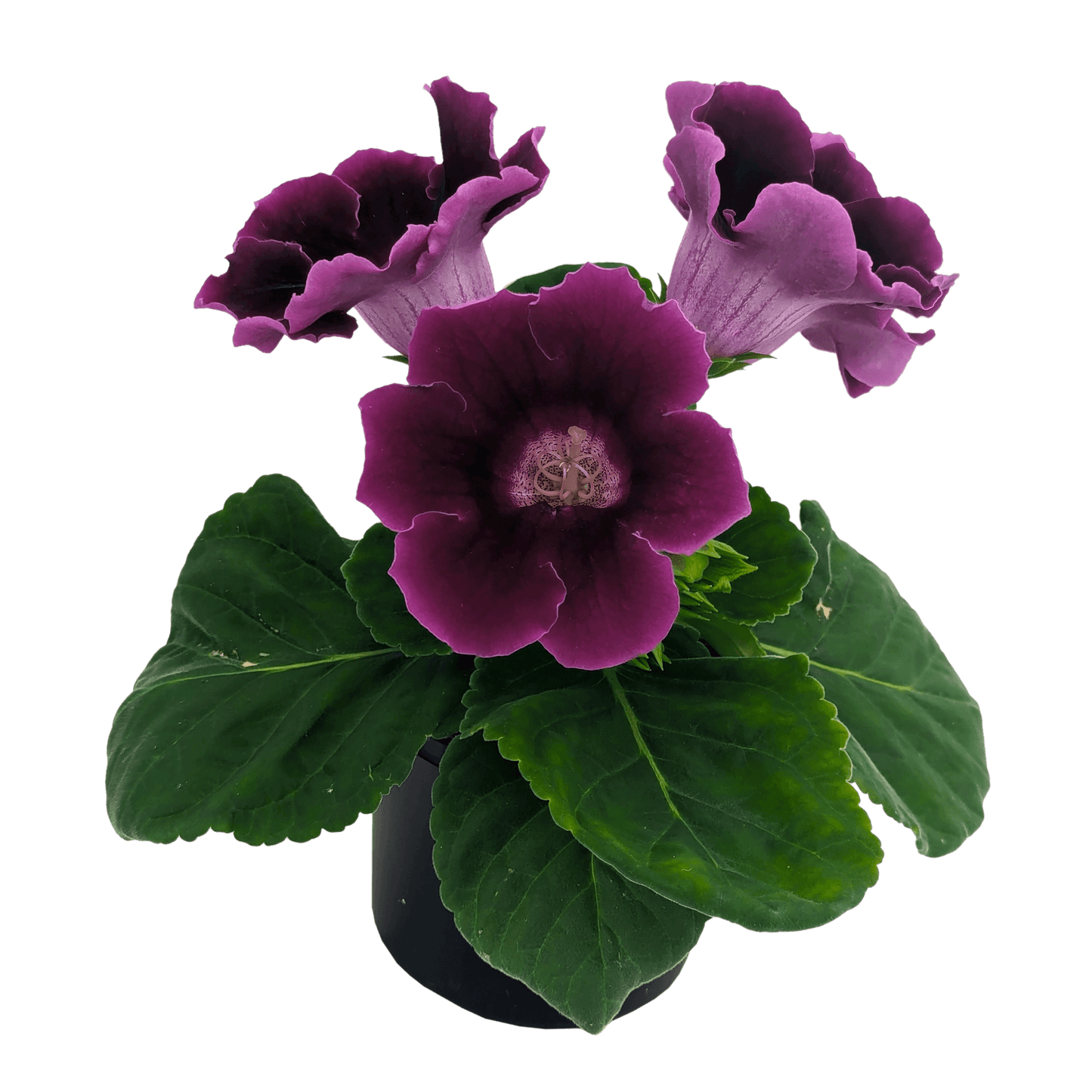 Sinningia speciosa - Gloxinia