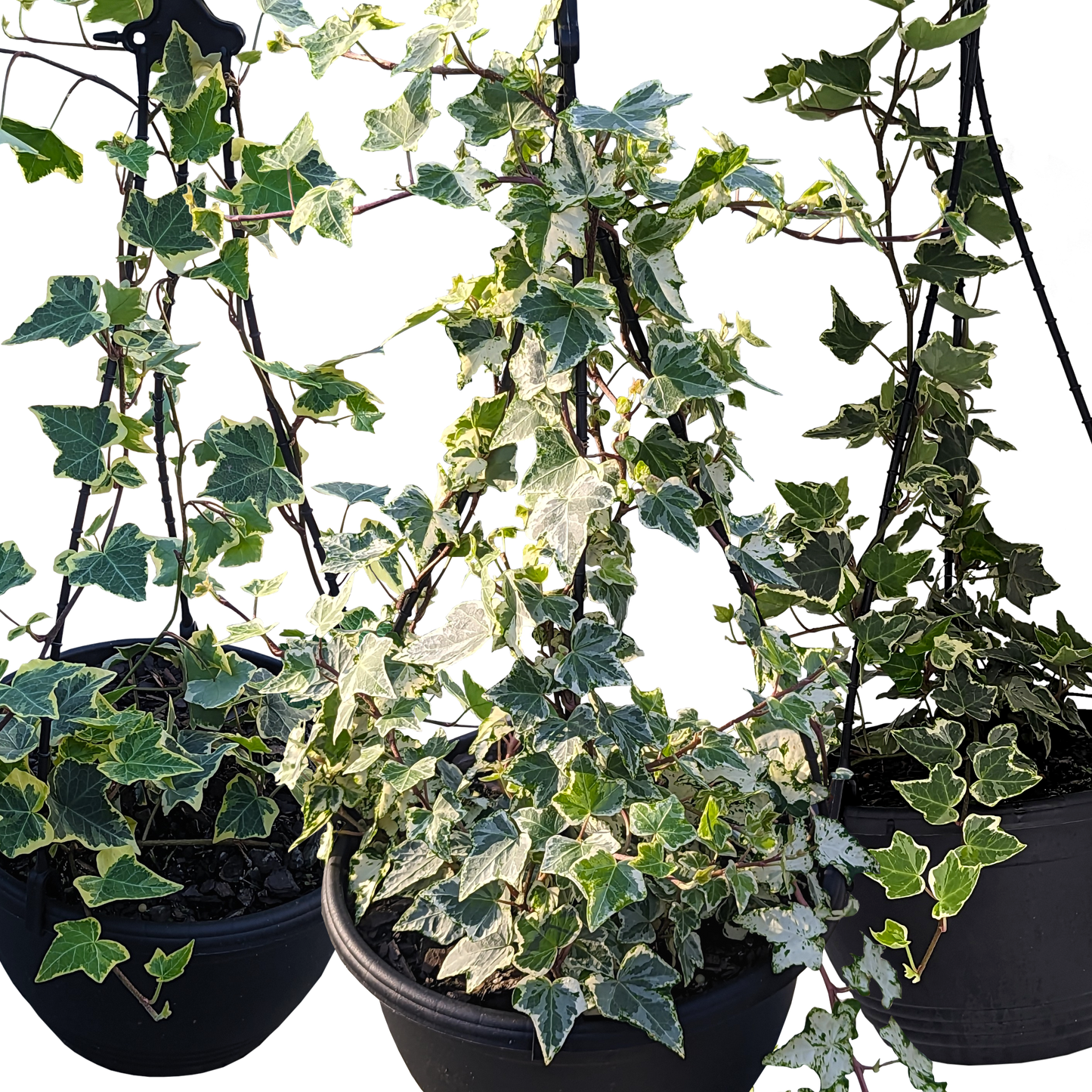 Hedera Ivy Large Bundle