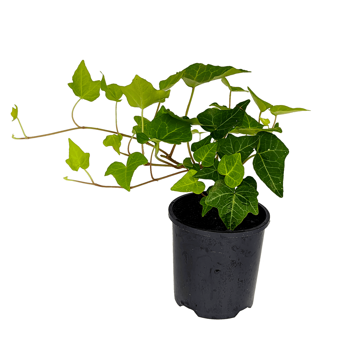 Hedera helix - English Ivy 100mm