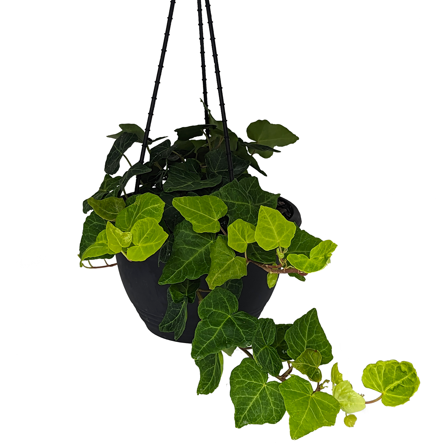 Hedera helix - English Ivy 200mm