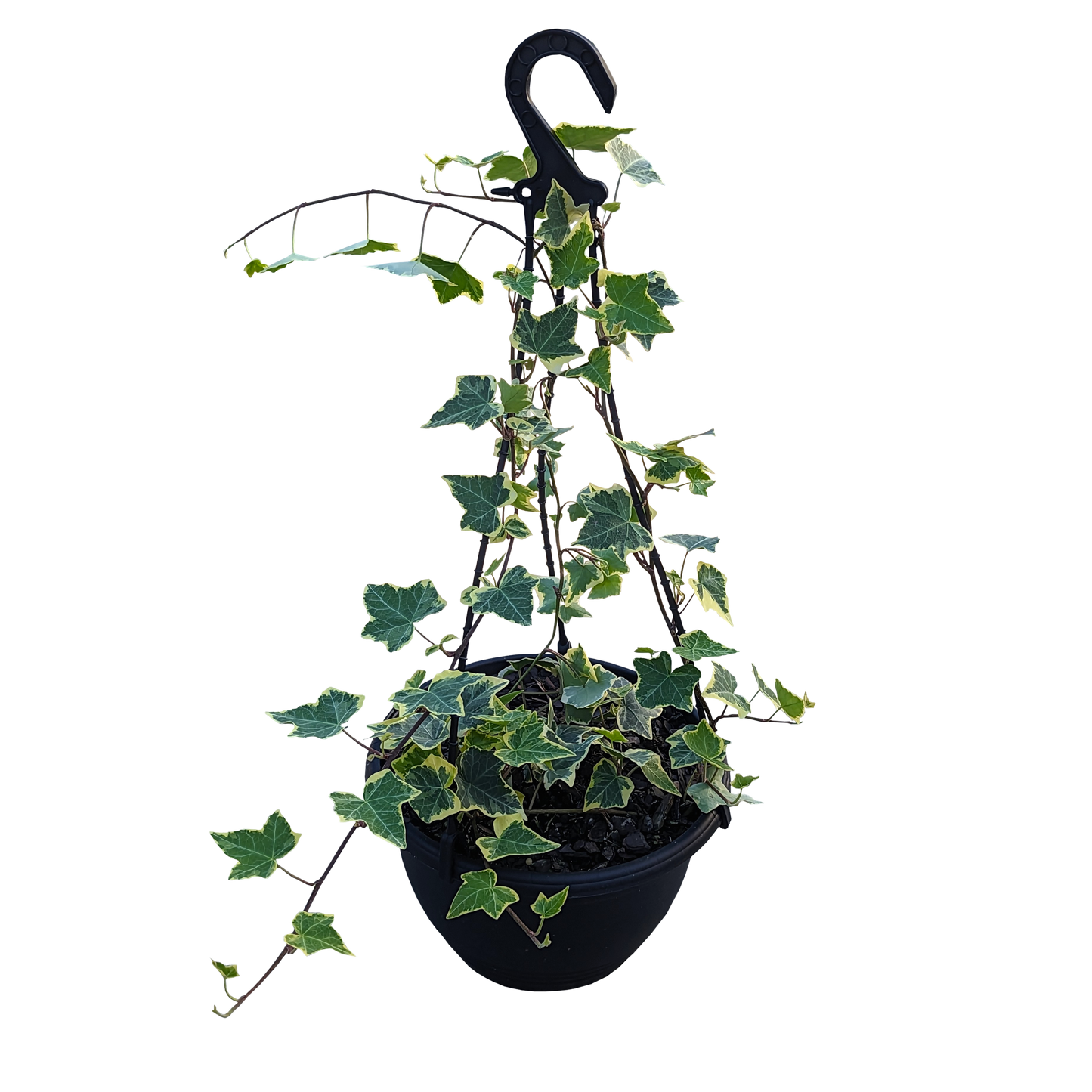Hedera helix - Goldchild Ivy 200mm