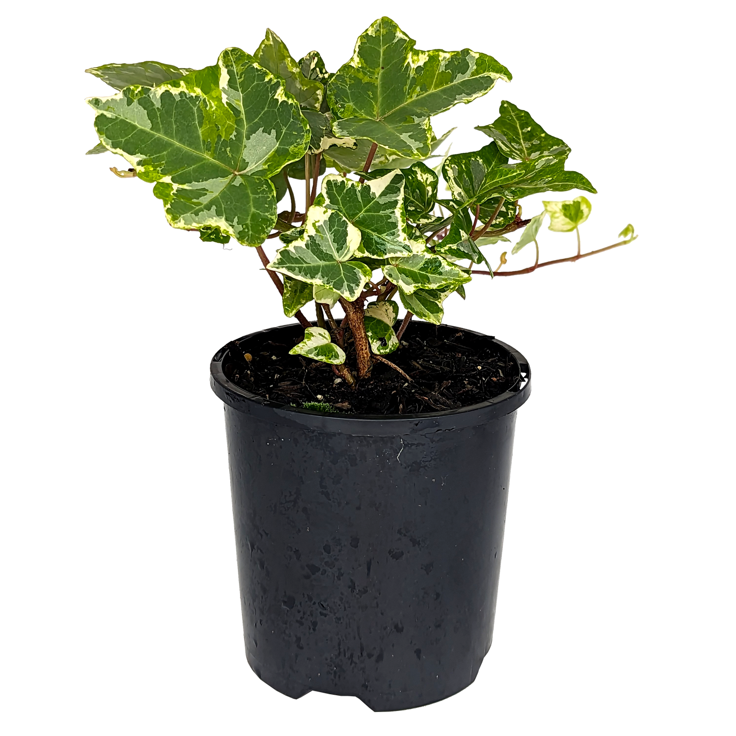 Hedera helix - Minty Ivy 100mm