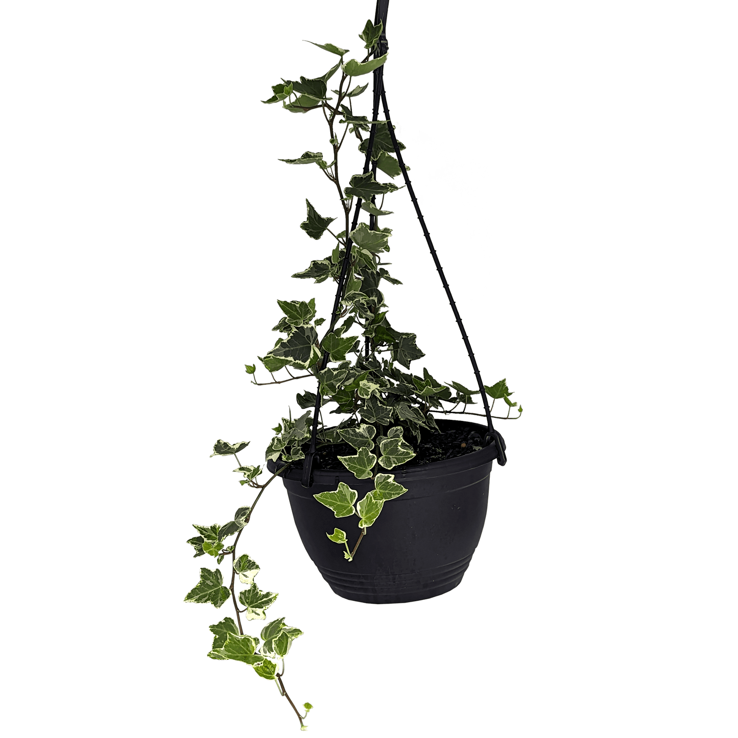 Hedera helix - Minty Ivy 200mm