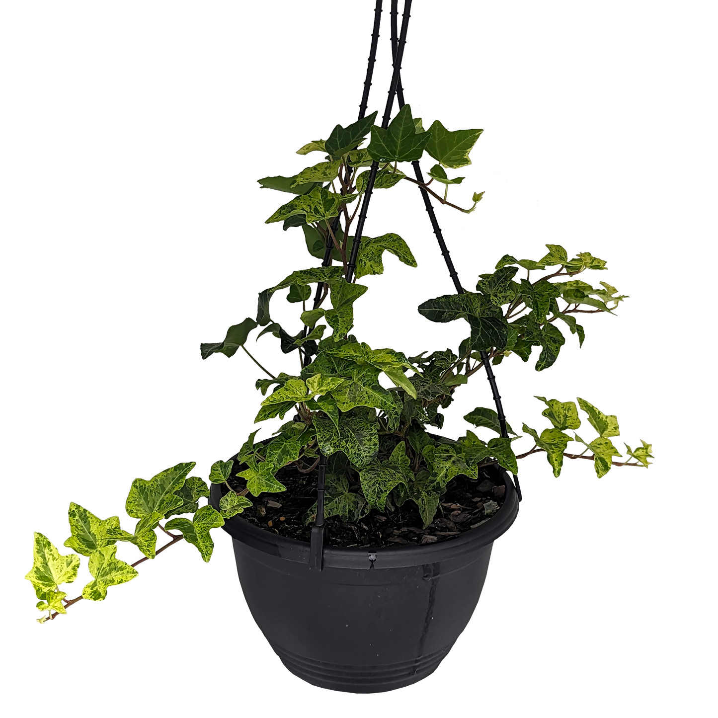 Hedera helix - Stardust Ivy 200mm