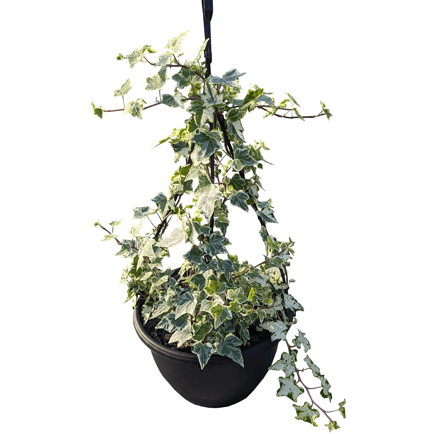 Hedera helix - Camouflage Ivy 200mm