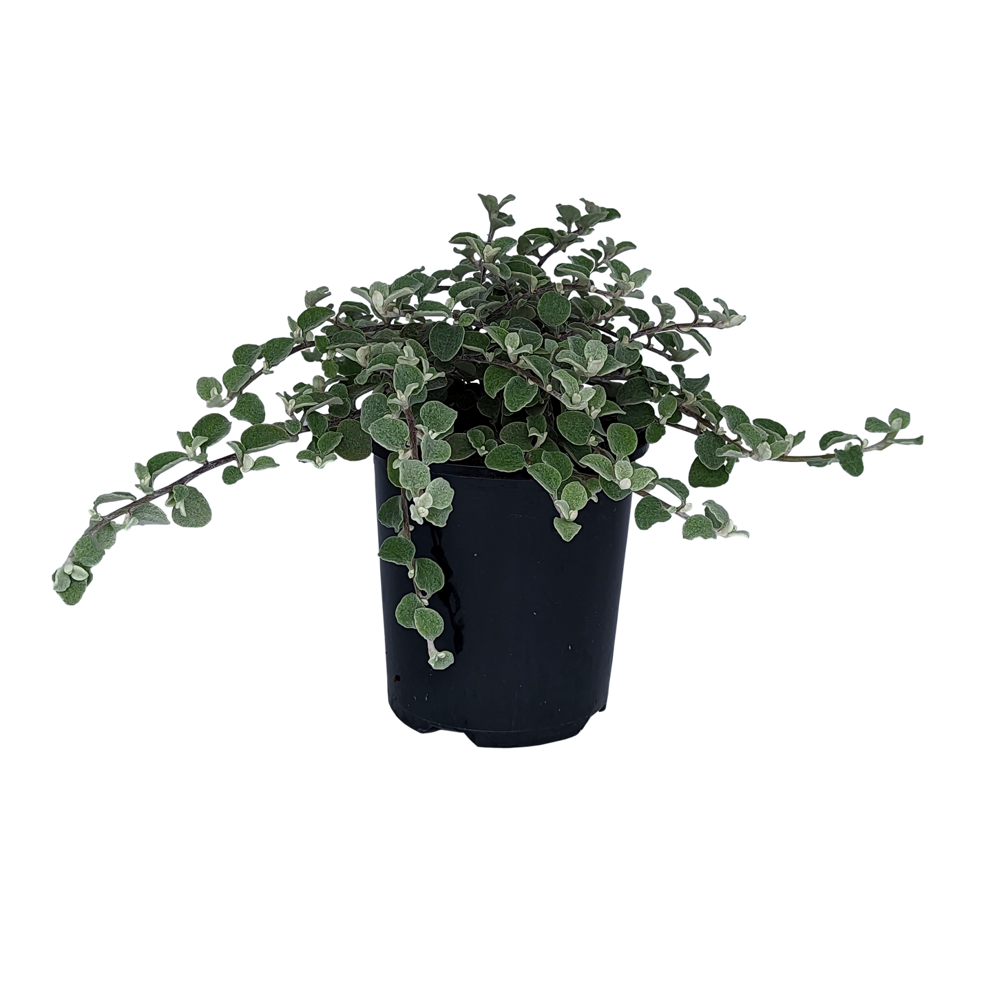 Helichrysum Silver Mist 125mm
