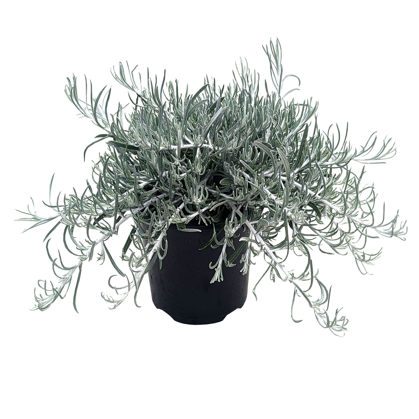 Silver spreading ground cover with thin dusty foliage.