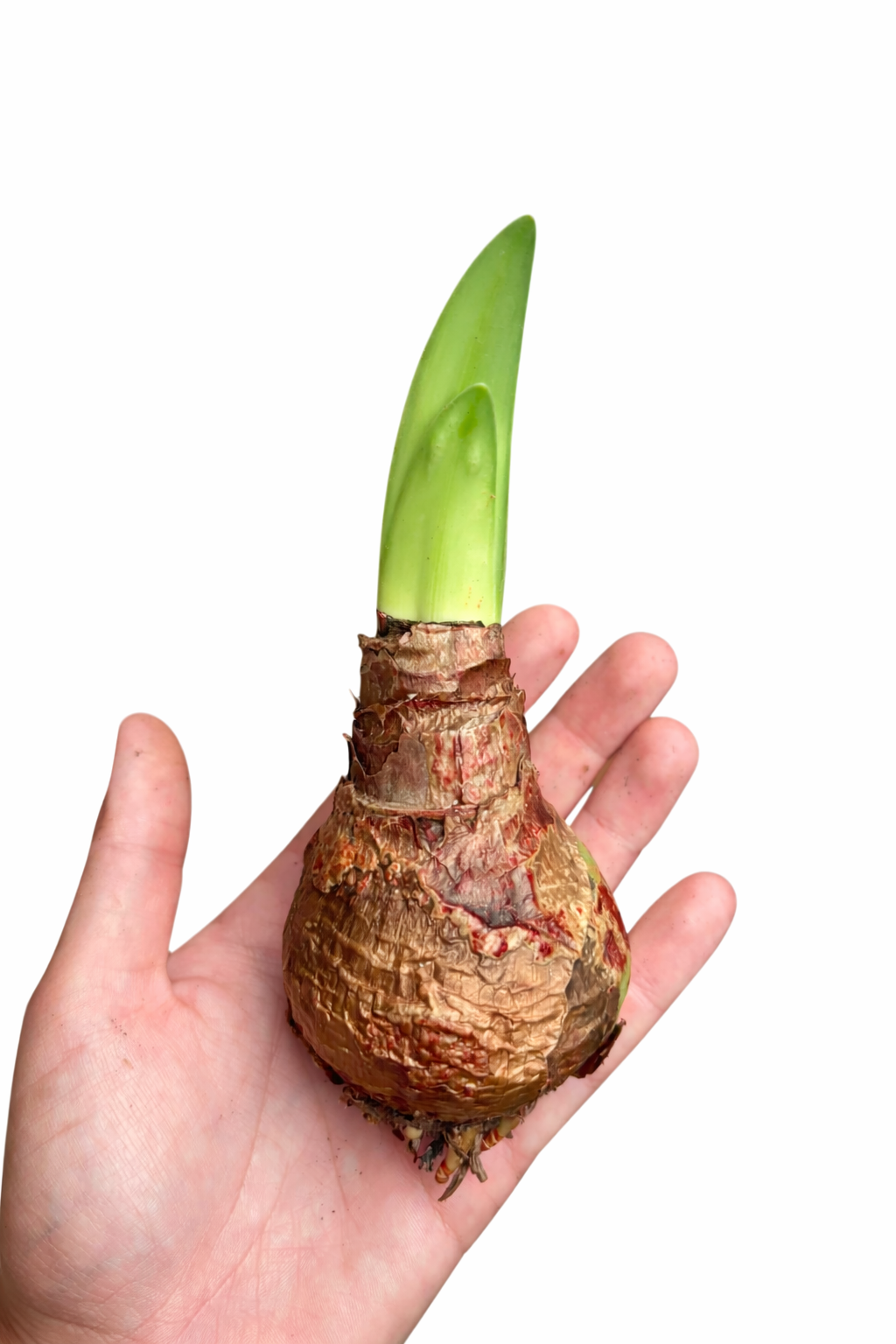 Hippeastrum Large Bulb in palm for scale
